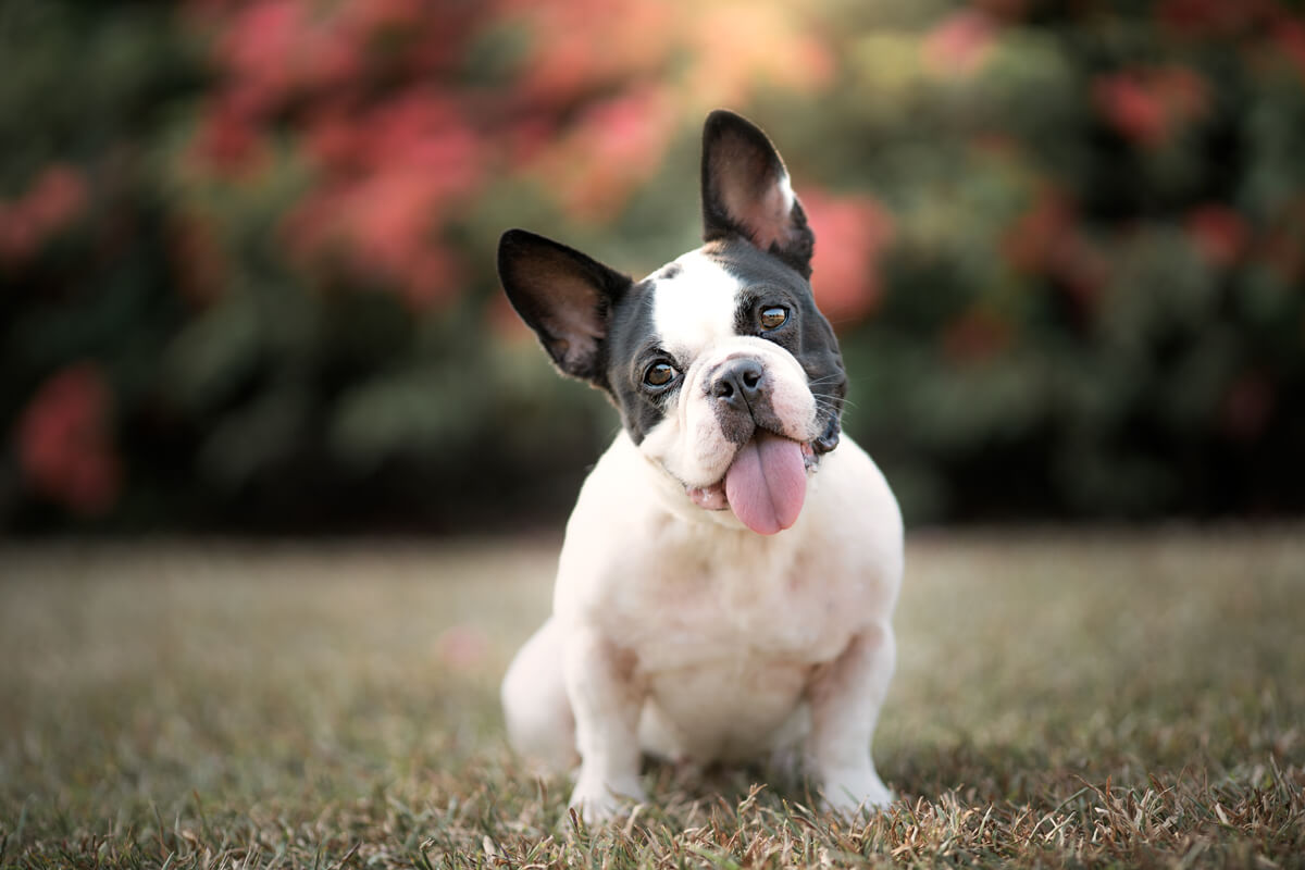 Outdoors Dog Photography Singapore To Look Your Best With Your Furry Friend