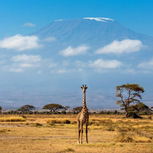 Plain Wings Tours & Safaris offers exclusive days safari to explore Amboseli National Park