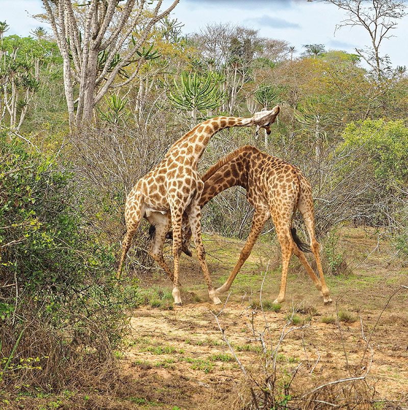 Exciting 3 Day Memorable Amboseli National Park Safari