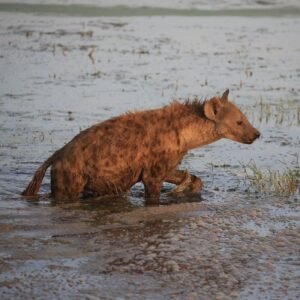 Amboseli National Park Safari