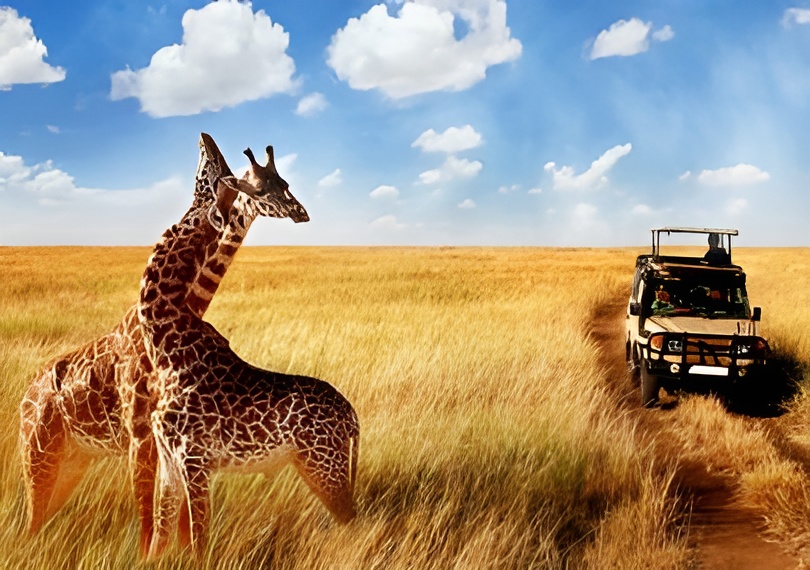Chalema Tanzania Safaris Unveils Competitive Tanzania Safari Packages for an Affordable Adventure of a Lifetime
