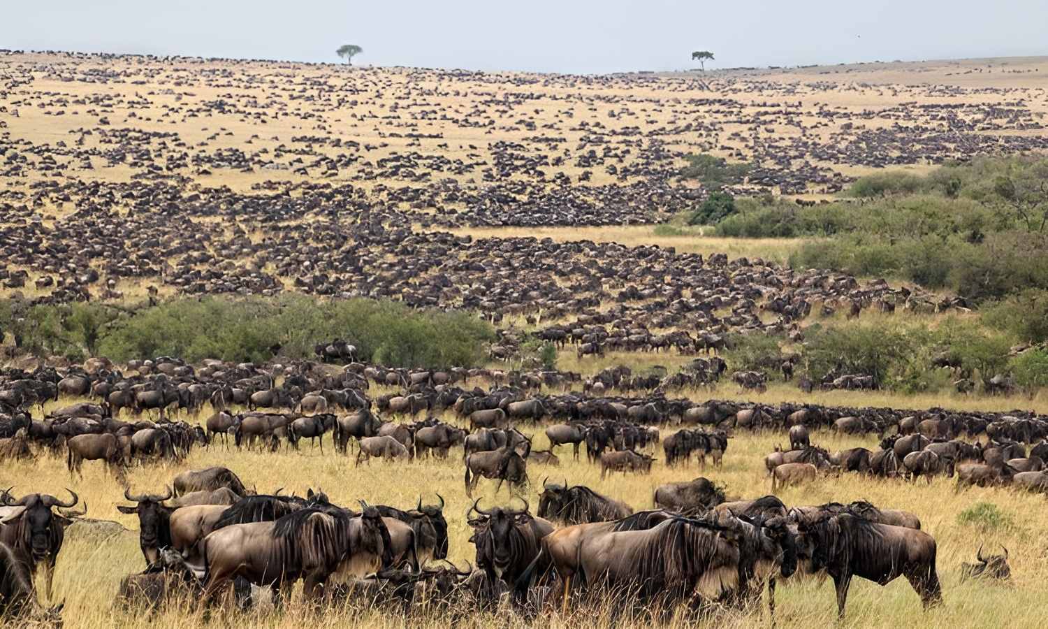 Chalema Tanzania Safaris Offers 5 Days Wildebeest Calving Safari To Explore The Authentic Side Of Africa