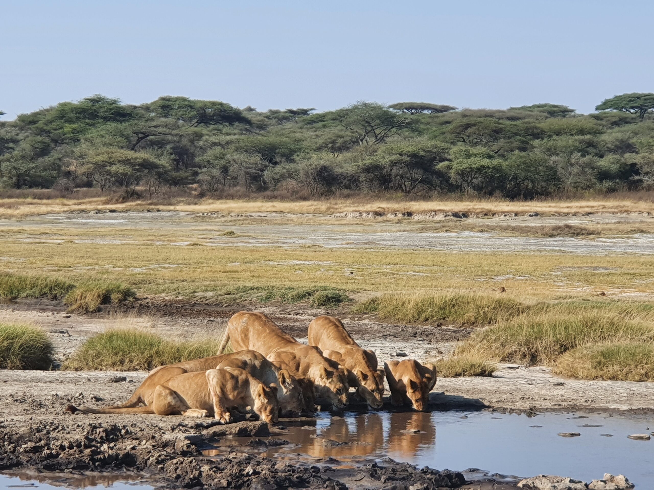 The perfect 6 Days Tanzania Safari