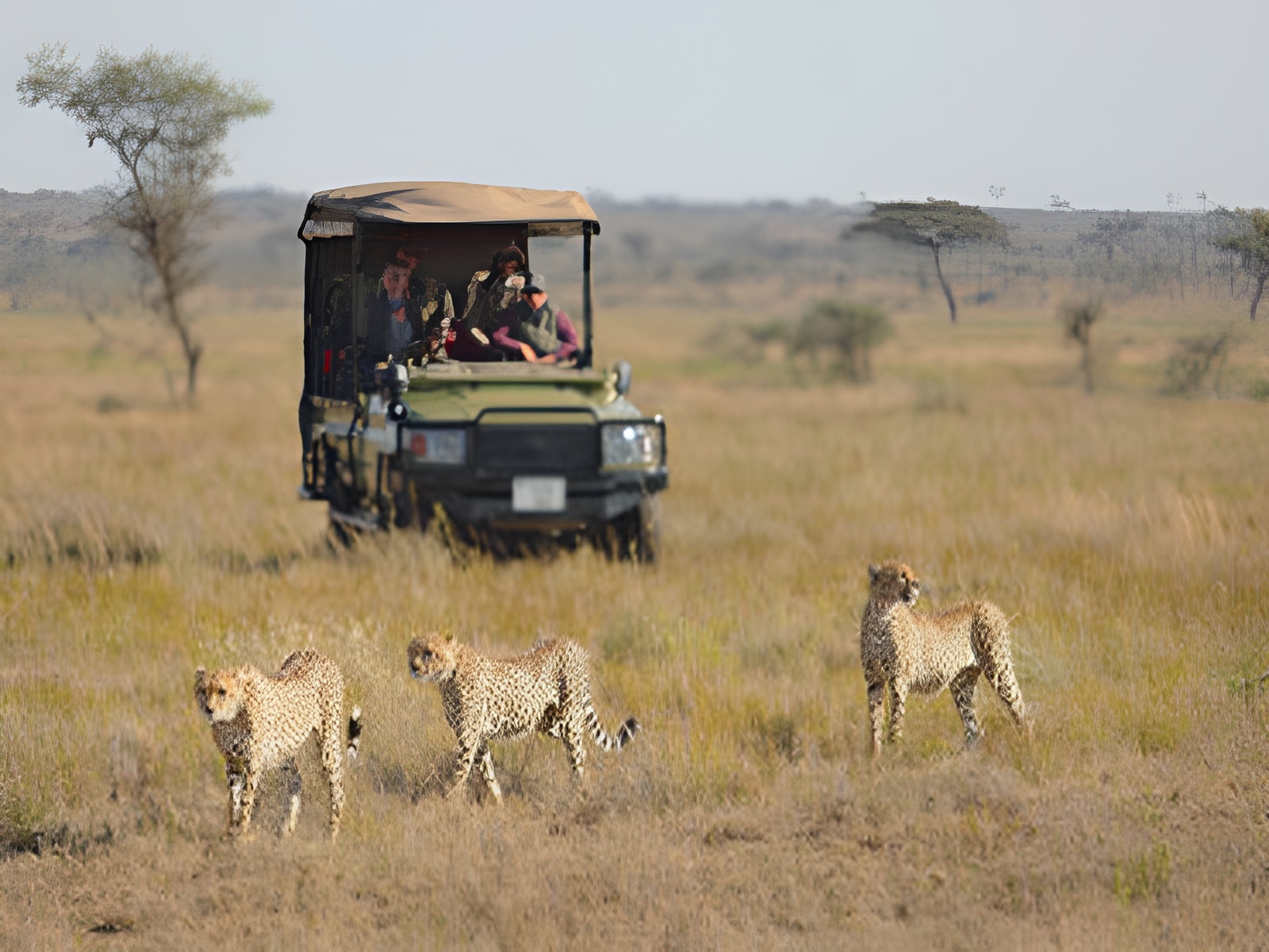 Embark on an Unforgettable Journey: The Ideal 7 Days Tanzania Safari with Chalema Tanzania Safaris