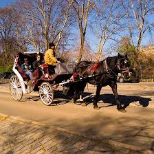 Discover the Charm of Central Park with Enchanting Horse Carriage Rides
