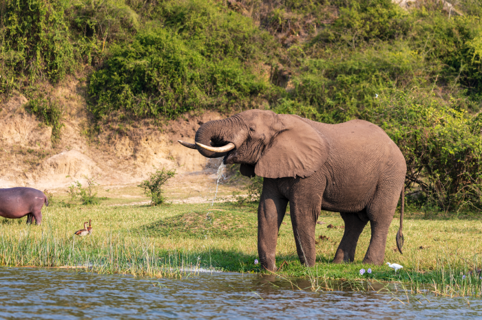 Uganda’s Wildlife: The Crucial Impact of Conservation Efforts