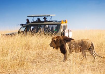 Chalema Tanzania Safaris Offers 6 Days Tanzania Northern Circuit Safari