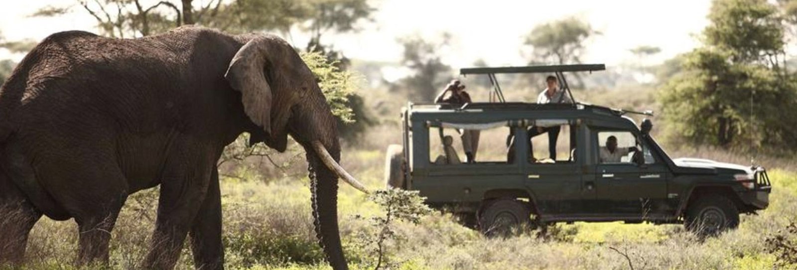 Discover Tanzania’s Wilderness on a 6 Days Tanzania Safari Adventure