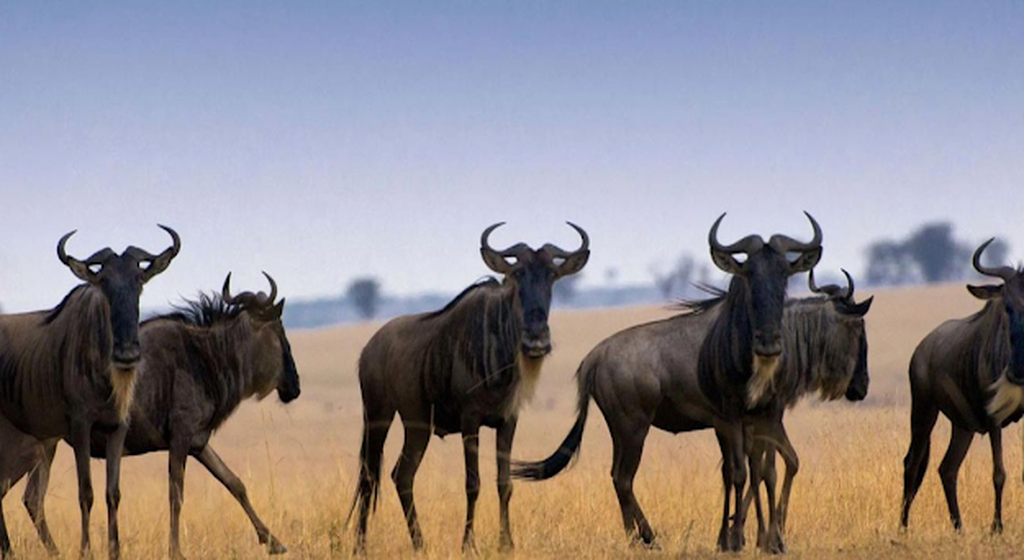 Experience the Miracle of Life on a 5-Day Wildebeest Calving Safari in Tanzania